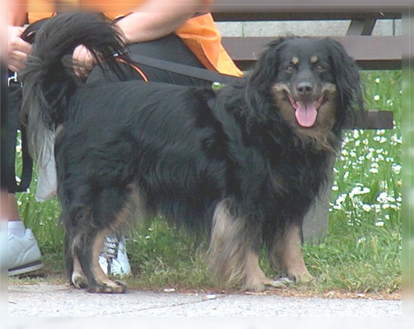 Regenbogenbrücke 3 Bosco Bearbeitet