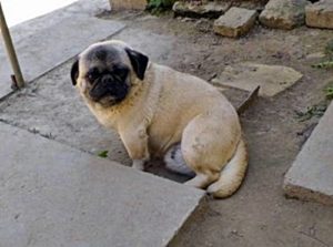 Mausi Mops 2 Nagy mopsz szukak eladok 95554988027971