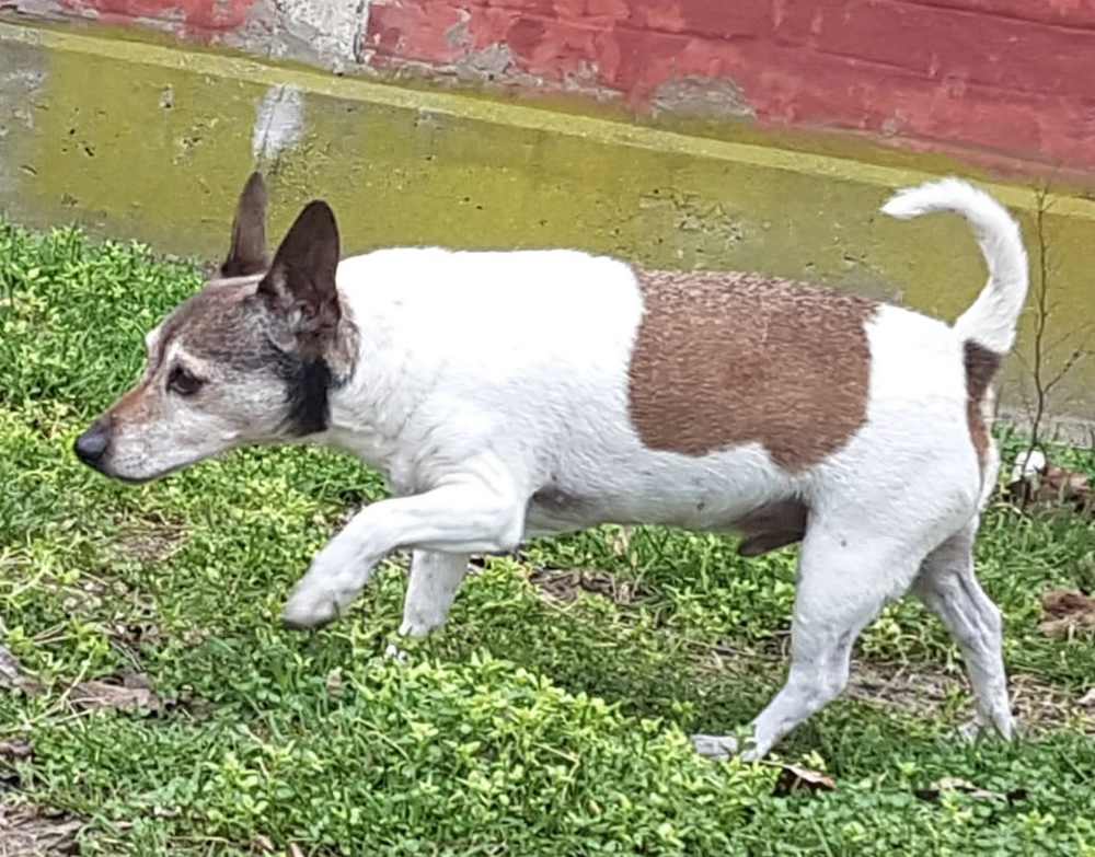 Jack-Russell-Terrier Senior Leo