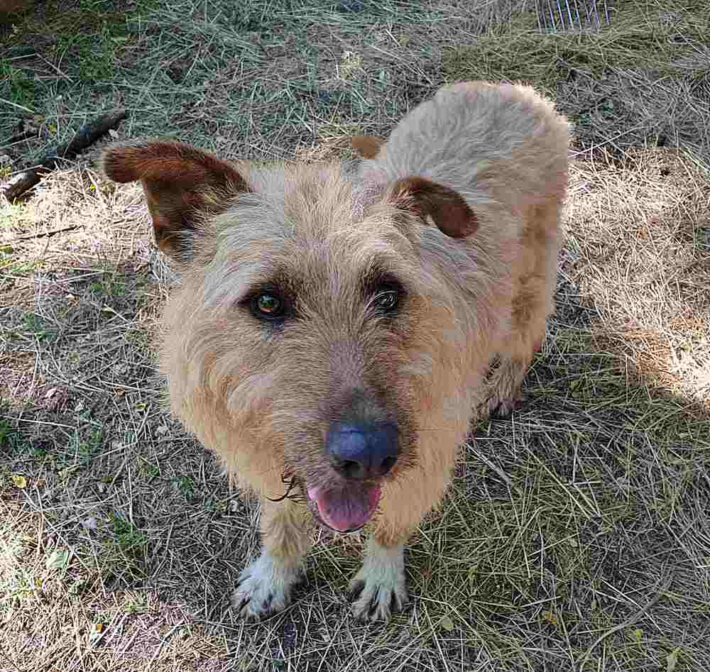 Berger_de_Picardie_Benji