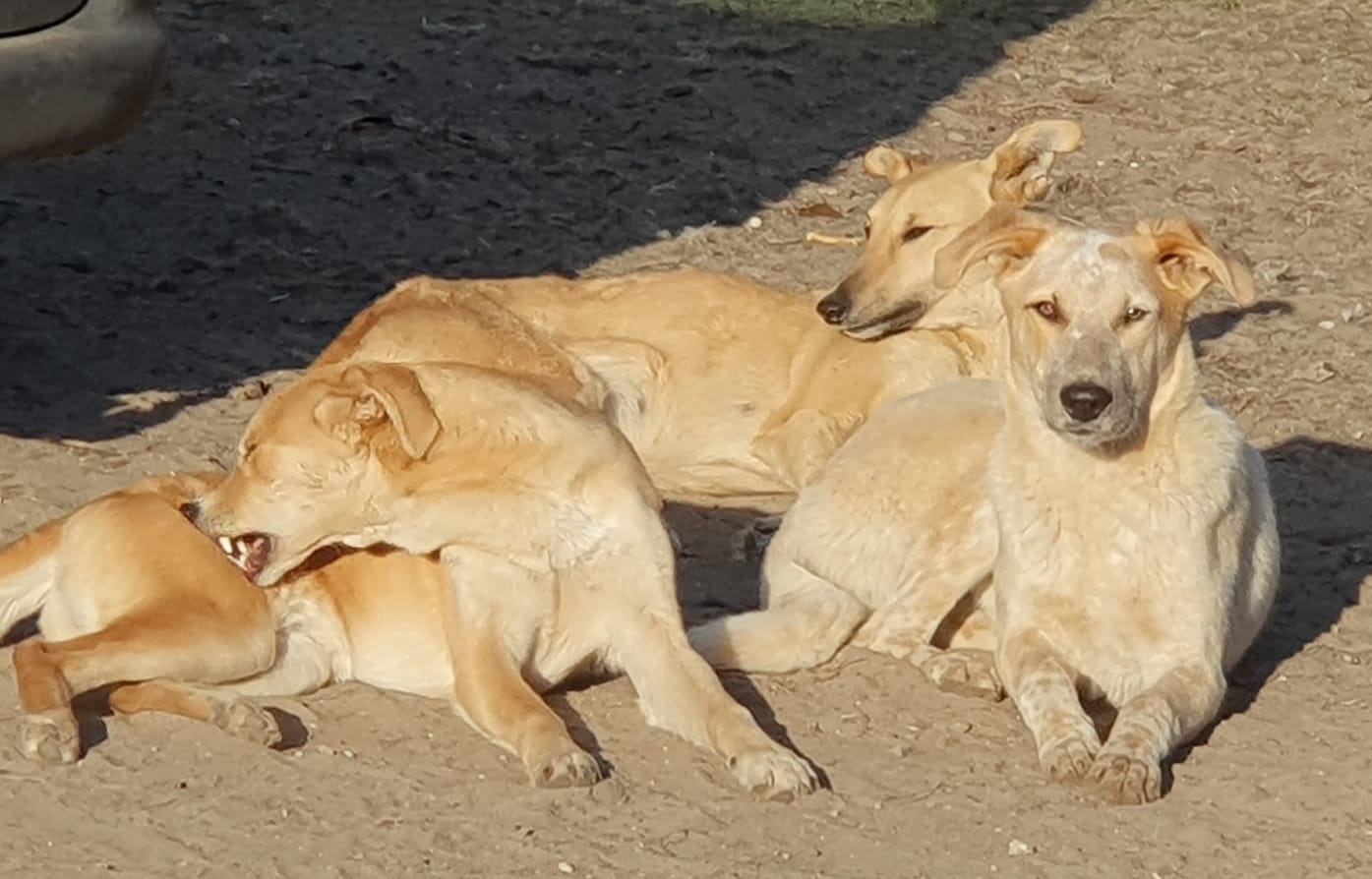 junger schwarz-grauer Mioritic, rumänischer Herdenschutzhund