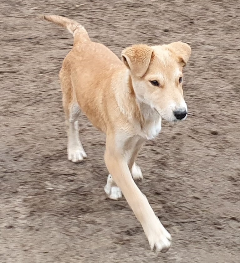 junger schwarz-grauer Mioritic, rumänischer Herdenschutzhund