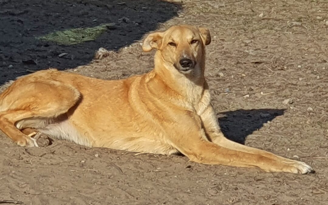 Früherkennung beim Hund – kleine Veränderungen ernst nehmen