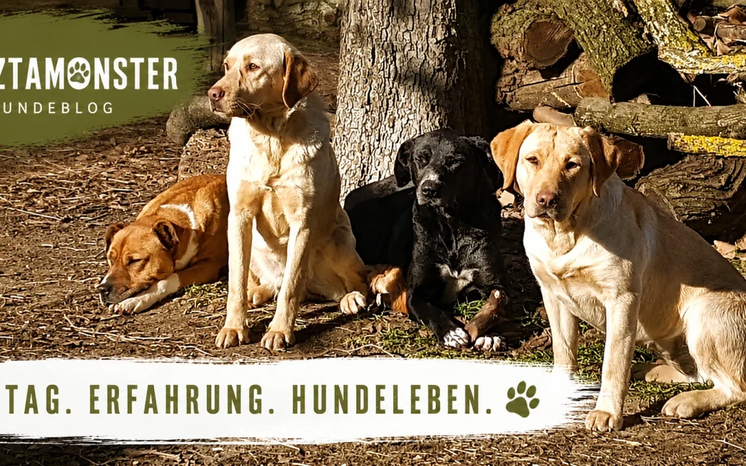 Warum wir Hunde nicht vermitteln