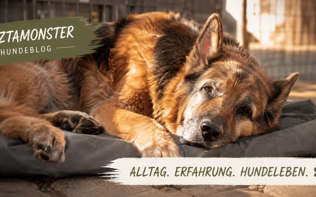 Warum alte Hunde oft unterschätzt werden