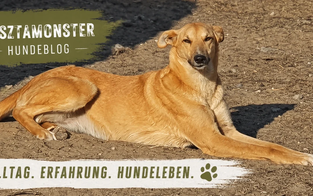 Früherkennung beim Hund – kleine Veränderungen ernst nehmen