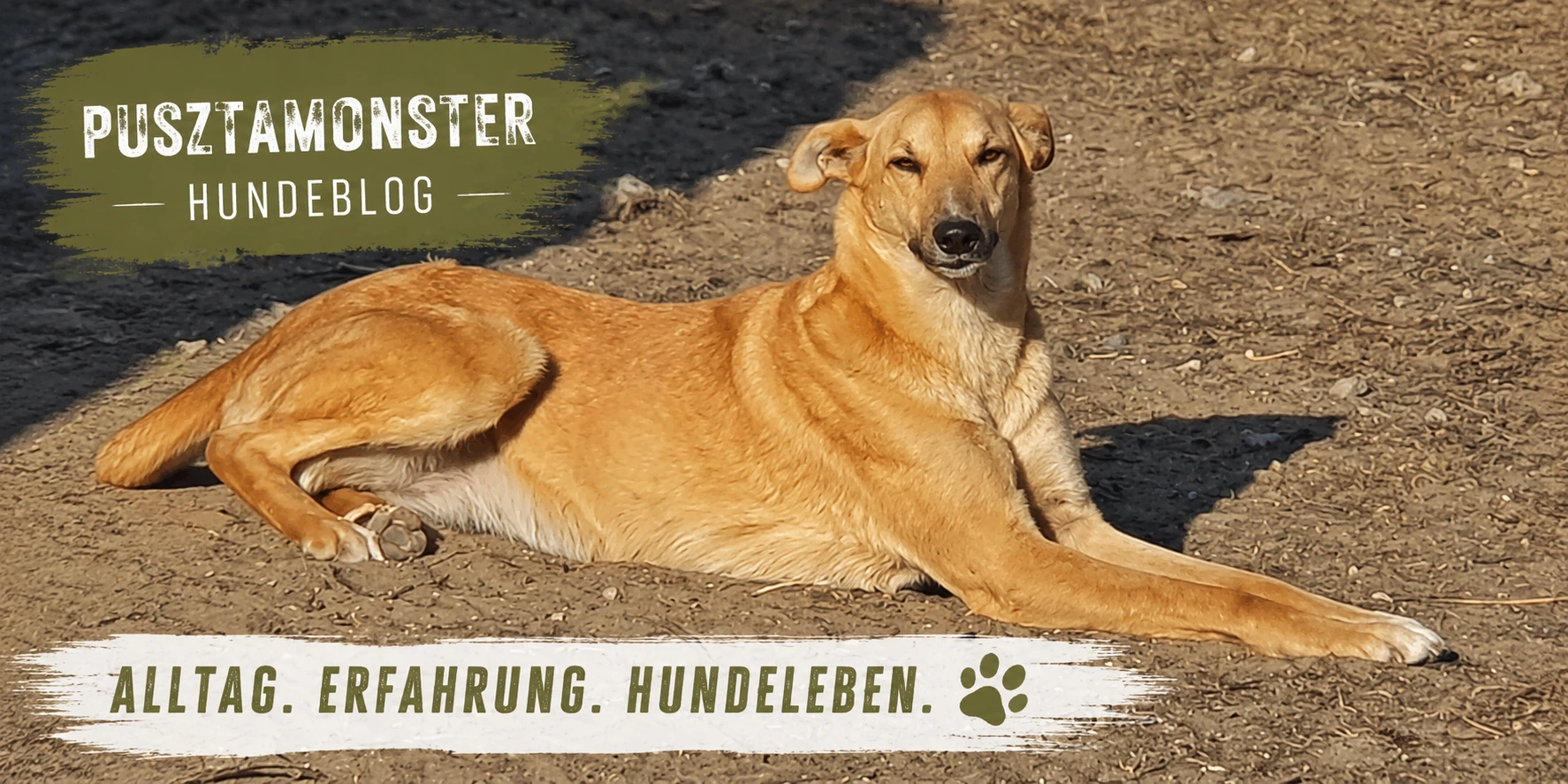 Früherkennung beim Hund – kleine Veränderungen ernst nehmen