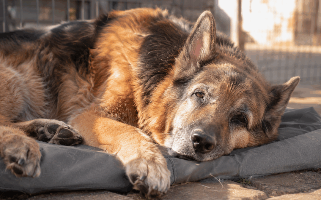 Warum alte Hunde oft unterschätzt werden